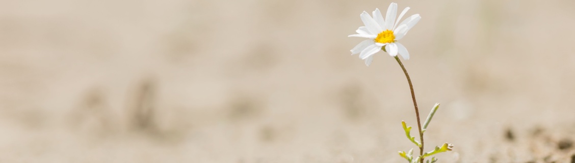 Pequena flor num jardim